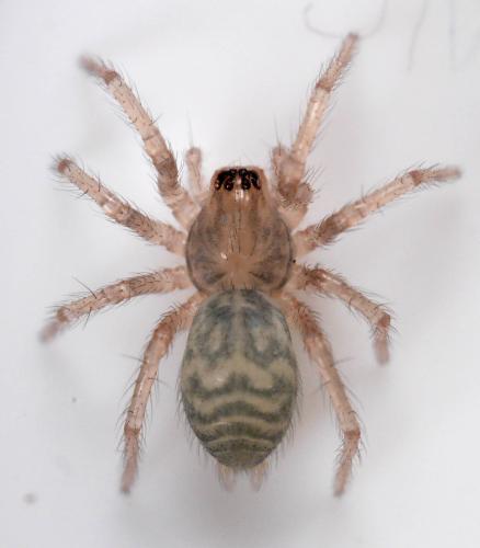 Tegenaria_sl sp.